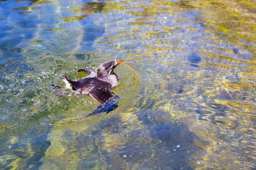 Birds swim and clean themselves at a zoo aquarium tank for waterfowl birds.