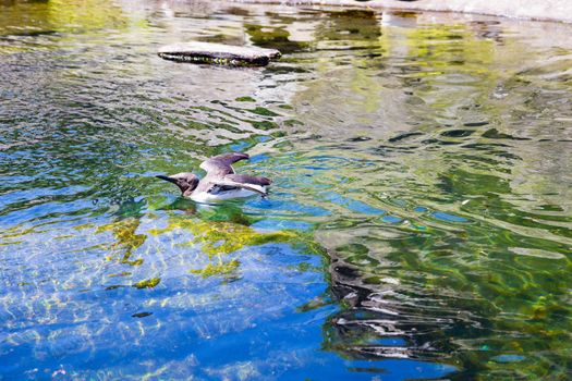 Birds swim and clean themselves at a zoo aquarium tank for waterfowl birds.