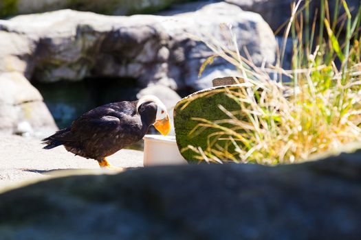 Some birds hang out and rest at the zoo. These birds are waterfowl that live in or near the ocean.