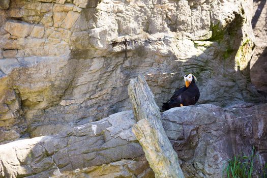 Some birds hang out and rest at the zoo. These birds are waterfowl that live in or near the ocean.