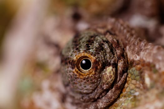 Chameleon on the leaf (Chamaeleo calyptratus)