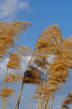 Reed in cloudy bright weather, the wind