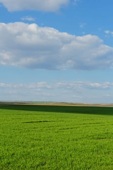 green wheat field under the blue cloudy sky