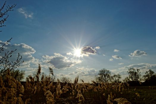 Reed in cloudy bright weather, the wind
