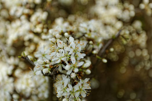 white blossom of the tree