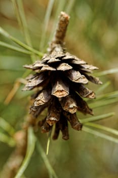 pine cone, on pine branch