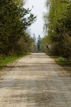 dirt road in the forest