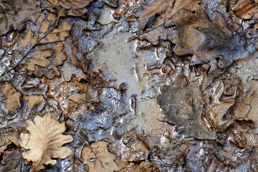 oil pollution on forest land