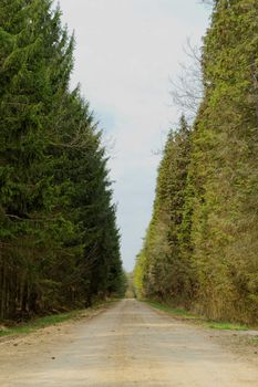 dirt road in the forest