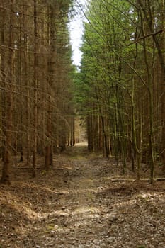 dirt road in the forest