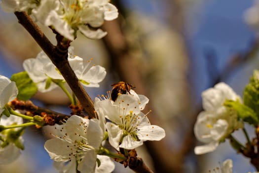 blossom tree with a bee pollination