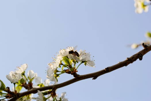 blossom tree with a bee pollination