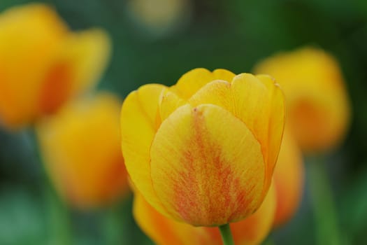 Close view of some yellow tulips with green background