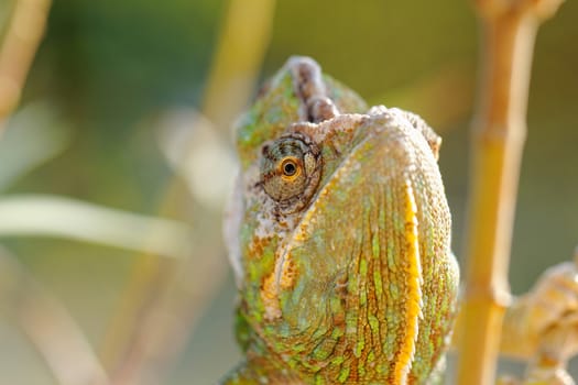 Chameleon on the leaf (Chamaeleo calyptratus)