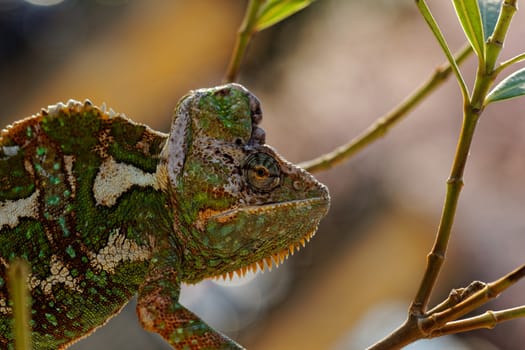Chameleon on the leaf (Chamaeleo calyptratus)