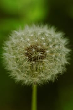 close-up of a dandelion flower