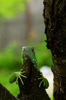 portrait about a green iguana on the tree