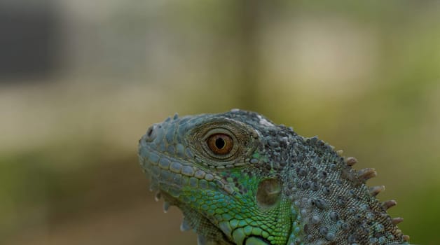 portrait about a green iguana on the tree