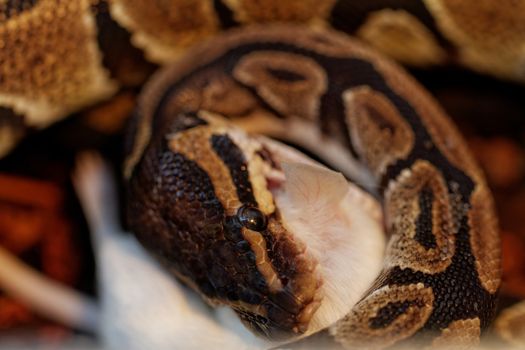 ball python eating one white mouse