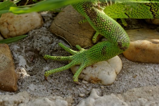 green iguana feet on the rock