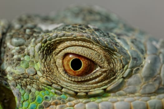 macro of a fantastic green iguana head