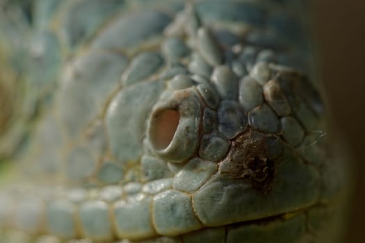 macro of a fantastic green iguana eye