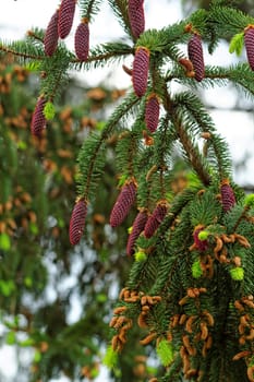 pine tree with fresh pine shoots and red pinecones