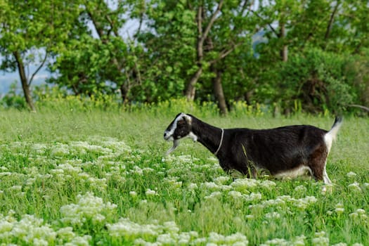 Goats grazing in the meadow