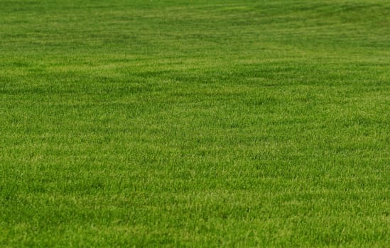 grass texture as background