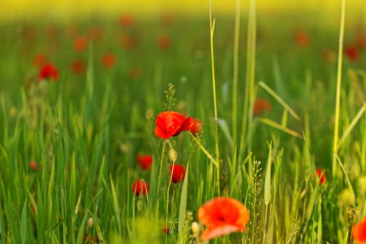 Huge red colored poppy field