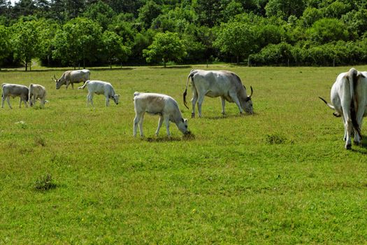 Ruminant Hungarian gray cattle bull on grass