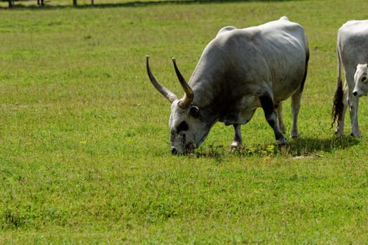 Ruminant Hungarian gray cattle bull on grass