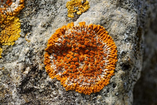 Macro photo of the mushroom on the rocks