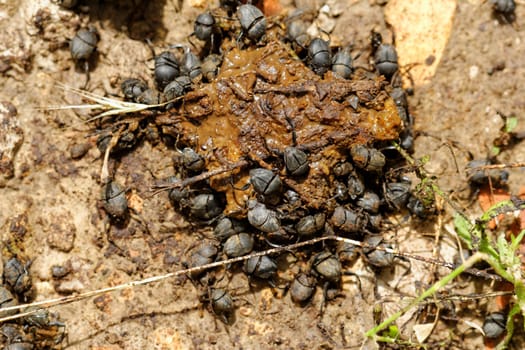 dung beetles in the excreta (Scarabaeus viettei ,Madateuchus viettei, Scarabaeidae)