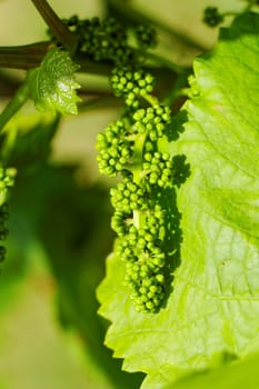 baby green grapes on the vine