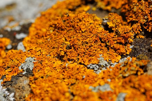 Macro photo of the mushroom on the rocks