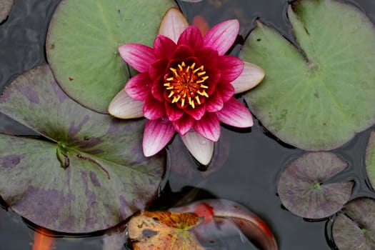 closeup about purple water lily on the small Lake