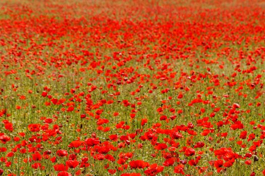 Huge red colored poppy field