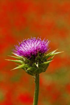 close-up about violet thistle flower on poppy field