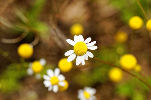 wild camomile, herbs in nature
