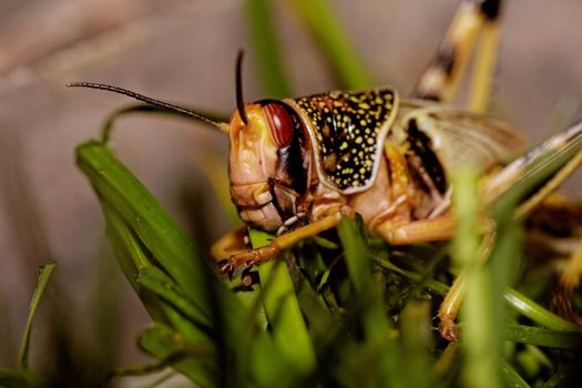 one locust eating the grass in the nature