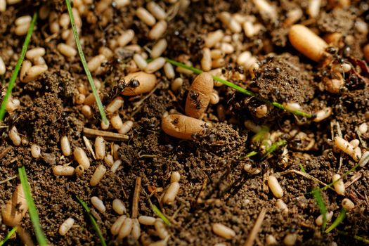 in the anthill moving ants the eggs