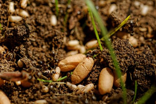 in the anthill moving ants the eggs
