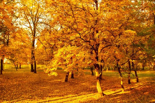 Beautyfoul colors of autumn landscape in the forest