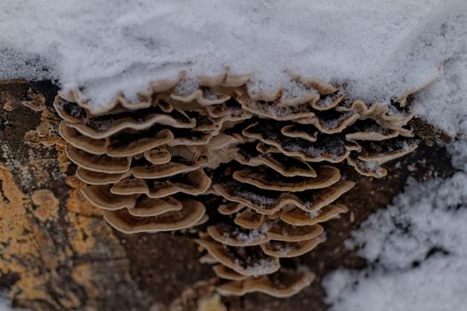 tinder fungus on the trunk of a snowy tree