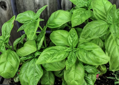 Photograph showing a sweet basil plant showing off deep green colors and light.