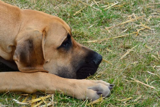 Head of great dane lying