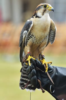 Falcon on hand of trainer