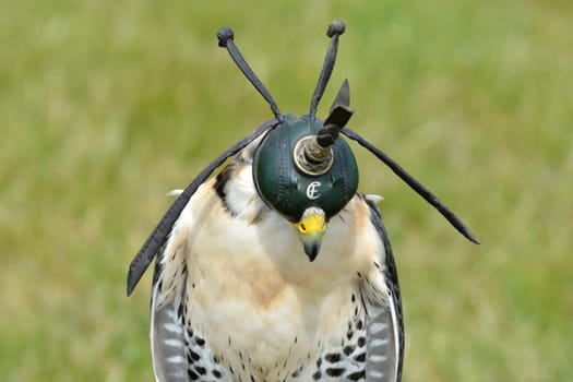 Hooded hawk standing