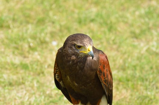 Brown Hawk standing